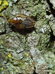 Ectobius lapponicus