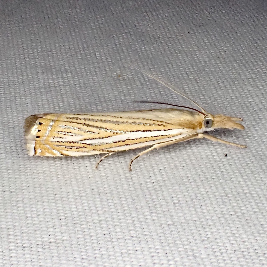 Crambus multilinellus