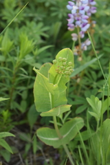 Asclepias amplexicaulis
