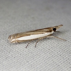 Crambus quinquareatus