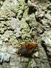 Ectobius lapponicus