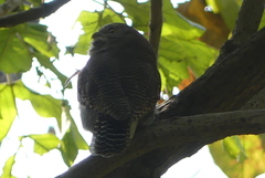 Glaucidium radiatum