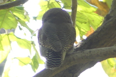 Glaucidium radiatum