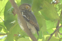 Glaucidium radiatum