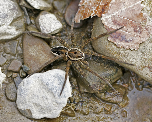 Banded Fishing Spider