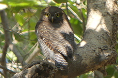 Glaucidium radiatum