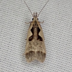 Dichomeris setosella