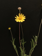 Tetraneuris linearifolia