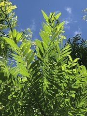 Gleditsia triacanthos