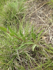 Penstemon albidus