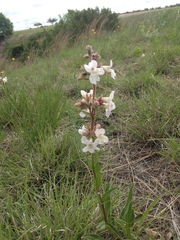 Penstemon albidus