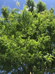 Gleditsia triacanthos