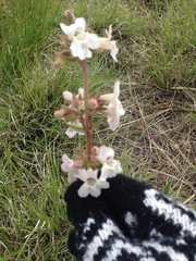 Penstemon albidus