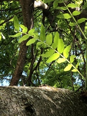 Gleditsia triacanthos