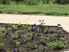 Spizella passerina passerina