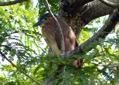 Nycticorax caledonicus
