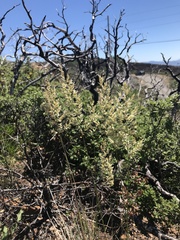 Calamagrostis ophitidis