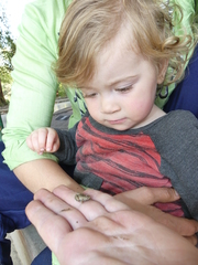 Microhyla nilphamariensis