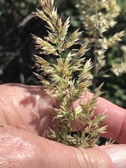 Calamagrostis ophitidis