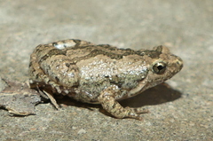 Microhyla nilphamariensis