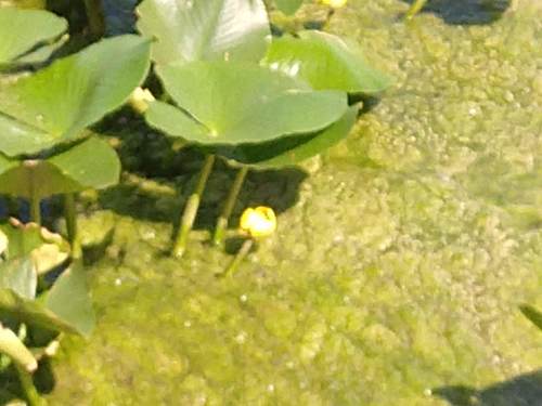 photo of Yellow Pond-lilies (Nuphar)