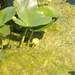 photo of Yellow Pond-lilies (Nuphar)