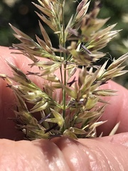 Calamagrostis ophitidis