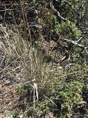 Calamagrostis ophitidis