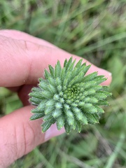 Liatris pycnostachya