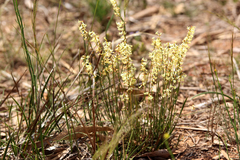 Stackhousia aspericocca