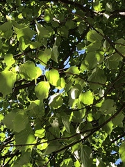 Tilia americana