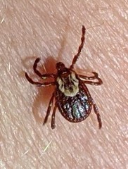 Dermacentor variabilis