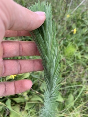 Liatris pycnostachya