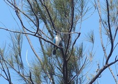 Todiramphus chloris