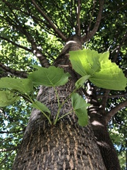 Tilia americana