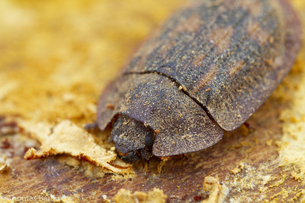 Pippingsköld's Bark-gnawing Beetle