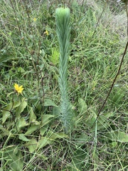 Liatris pycnostachya