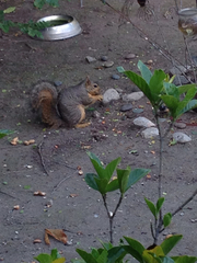 Sciurus niger