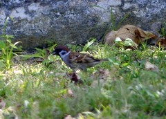 Passer montanus