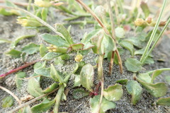 Lobelia anceps