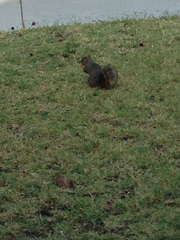 Sciurus niger