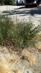 Astragalus douglasii perstrictus