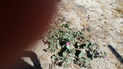 Mirabilis multiflora pubescens