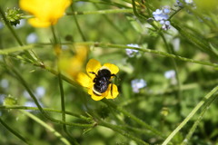 Bombus vosnesenskii