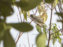 Elaenia parvirostris