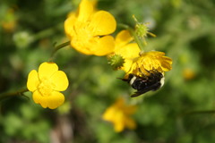 Bombus vosnesenskii