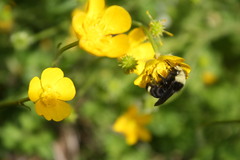 Bombus vosnesenskii
