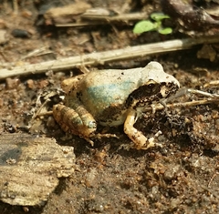 Tomopterna natalensis