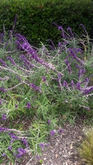 Salvia leucantha