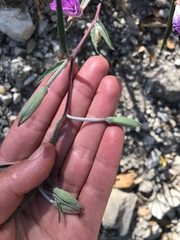 Clarkia bottae